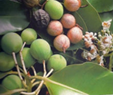 Load image into Gallery viewer, Image 04: Tiki Bar Soaps Tiki Savon Tamanu 130 Gr
