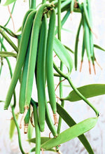 Load image into Gallery viewer, Image 03: Tiki Monoi Oils Monoi Tiki Vanille 60Ml
